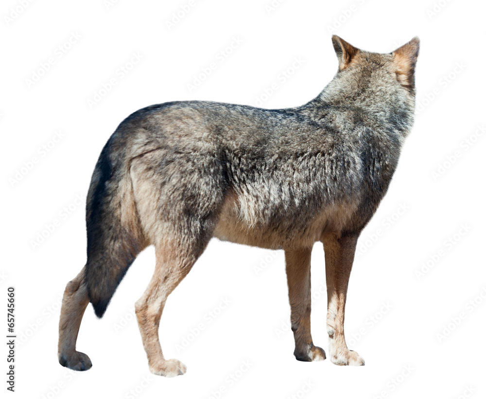 Obraz premium Wolf turned away