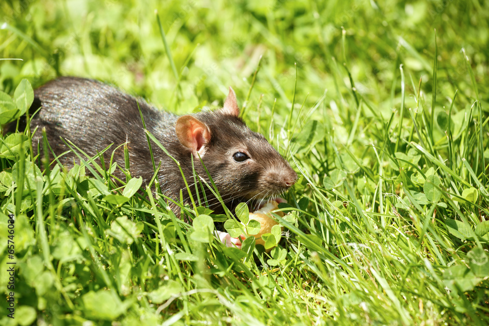 rat eating cake rat eating cake