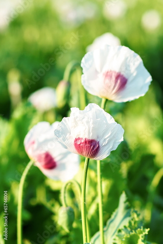 agriculture poppy field