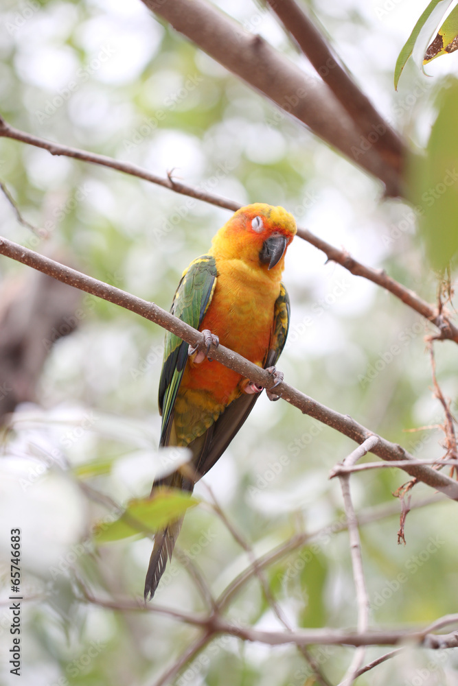 parakeet or parrot is sleeping on tree branch. parakeet or parrot is sleeping on tree branch.