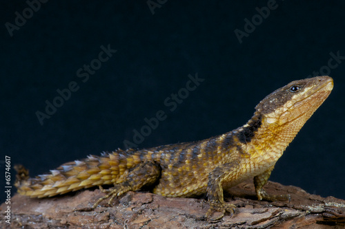 Spiny-tailed lizard / Cordylus tropidosternum photo