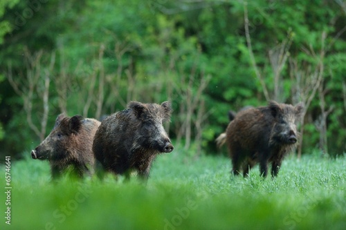 Wild boars with forest background