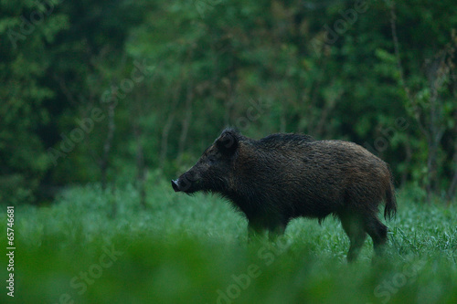 Male wild boar