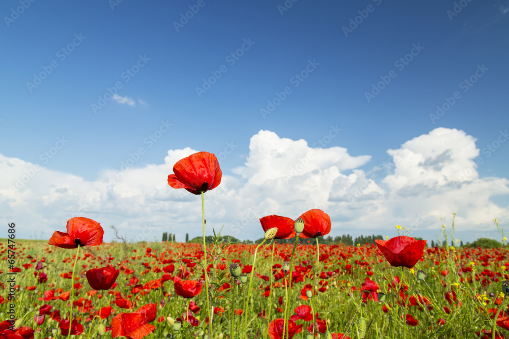Naklejka premium Rural fields with wild red poppies in summer