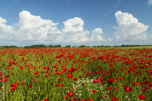 Rural fields with wild red poppies in summer