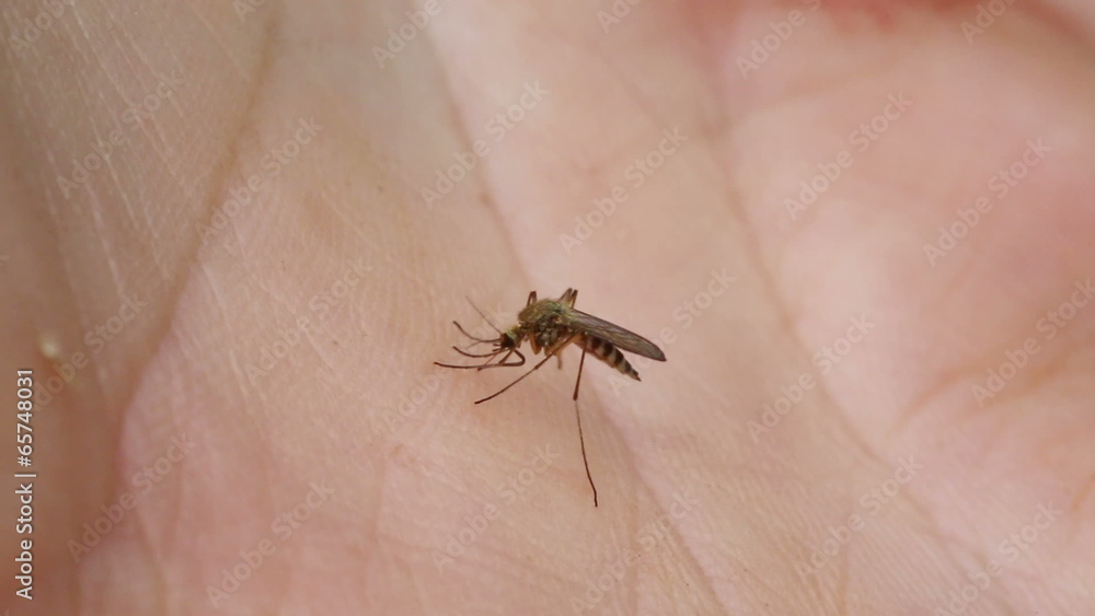 mosquito drinks blood out of man - macro mosquito drinks blood out of man - macro