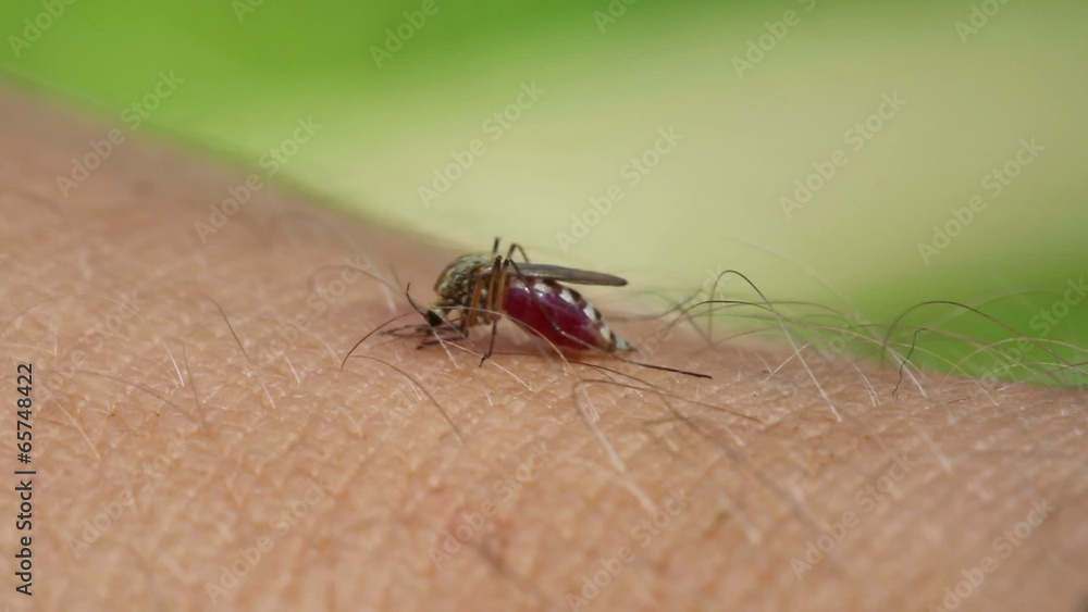 mosquito drinks blood out of man - macro mosquito drinks blood out of man - macro