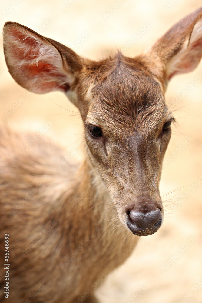 Fototapeta premium Young deer in the farm.