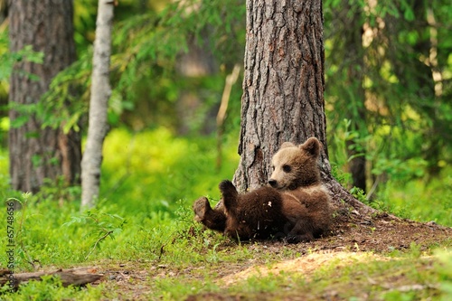 Fotografie Bear cub resting