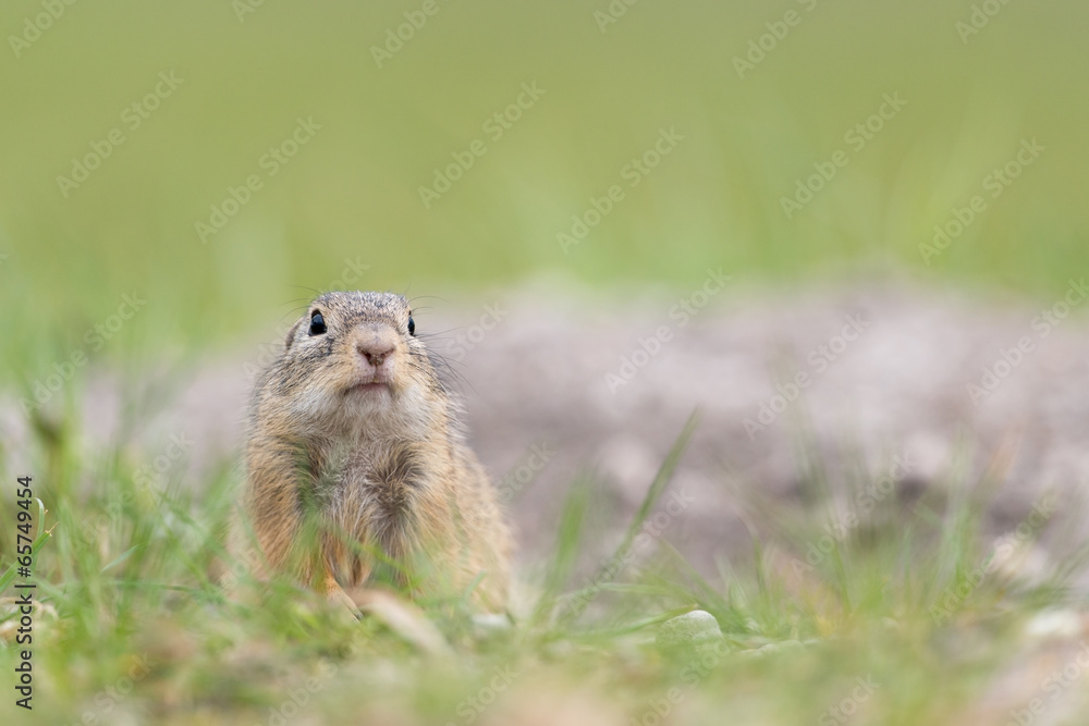 Europäischer Ziesel, European ground squirrel, Spermophilus cit Europäischer Ziesel, European ground squirrel, Spermophilus cit