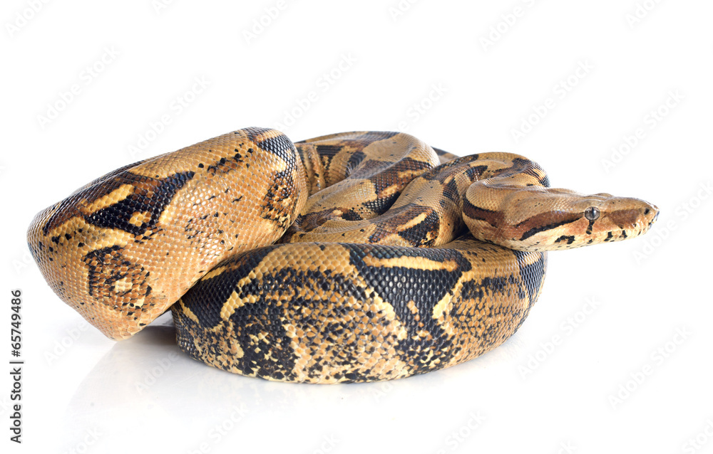 Obraz premium Boa constrictor
