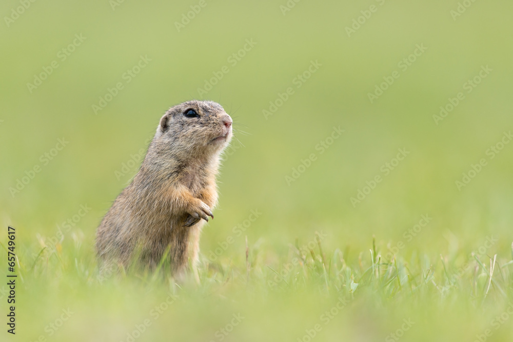 Naklejka premium Europäischer Ziesel, European ground squirrel, Spermophilus cit