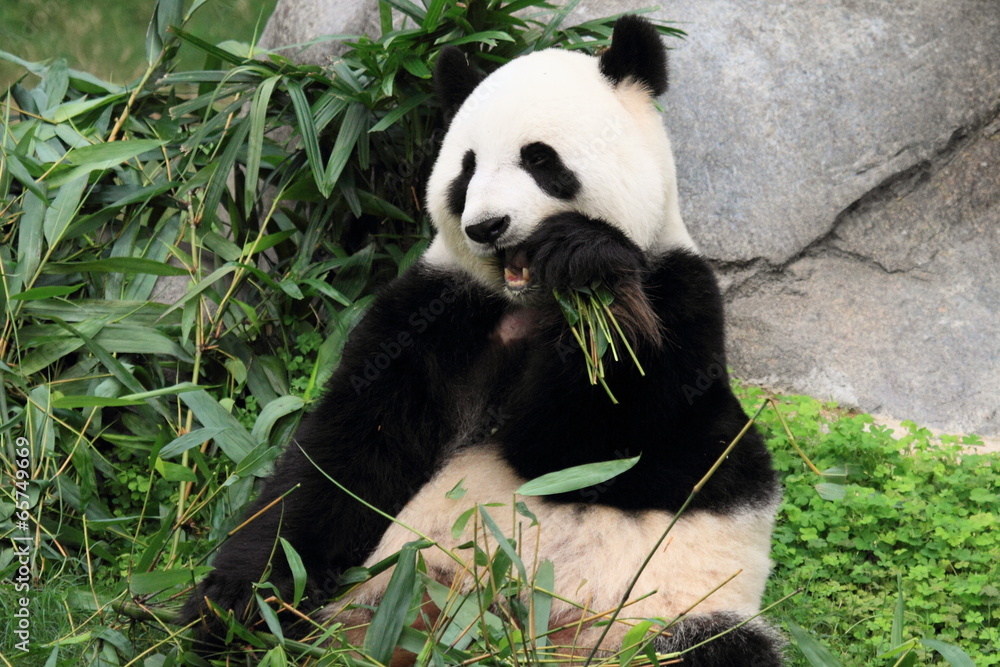Obraz premium beautiful panda from Sichuan in Hong Kong zoo