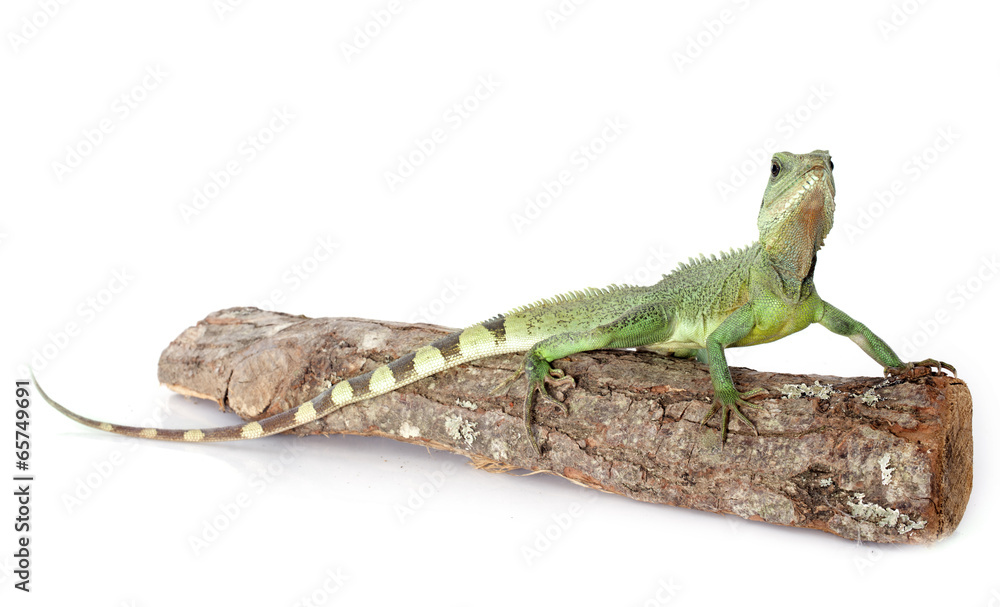 Fototapeta premium Chinese water dragon