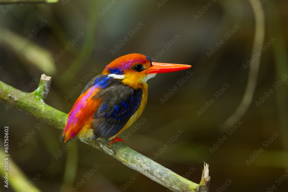 Dwarf Kingfisher (Ceyx erithaca) on the branch in nature Dwarf Kingfisher (Ceyx erithaca) on the branch in nature