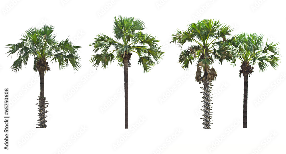 Obraz premium Palm tree on a white background