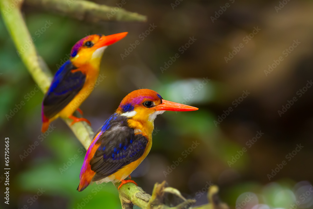 Couple lover of Dwarf Kingfisher on the branch in nature Couple lover of Dwarf Kingfisher on the branch in nature