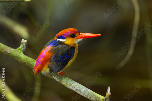 Dwarf Kingfisher (Ceyx erithaca) on the branch in nature