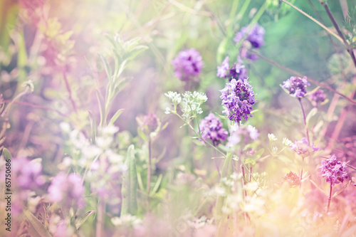 Fotografie Beautiful flower of thyme (wild thyme)