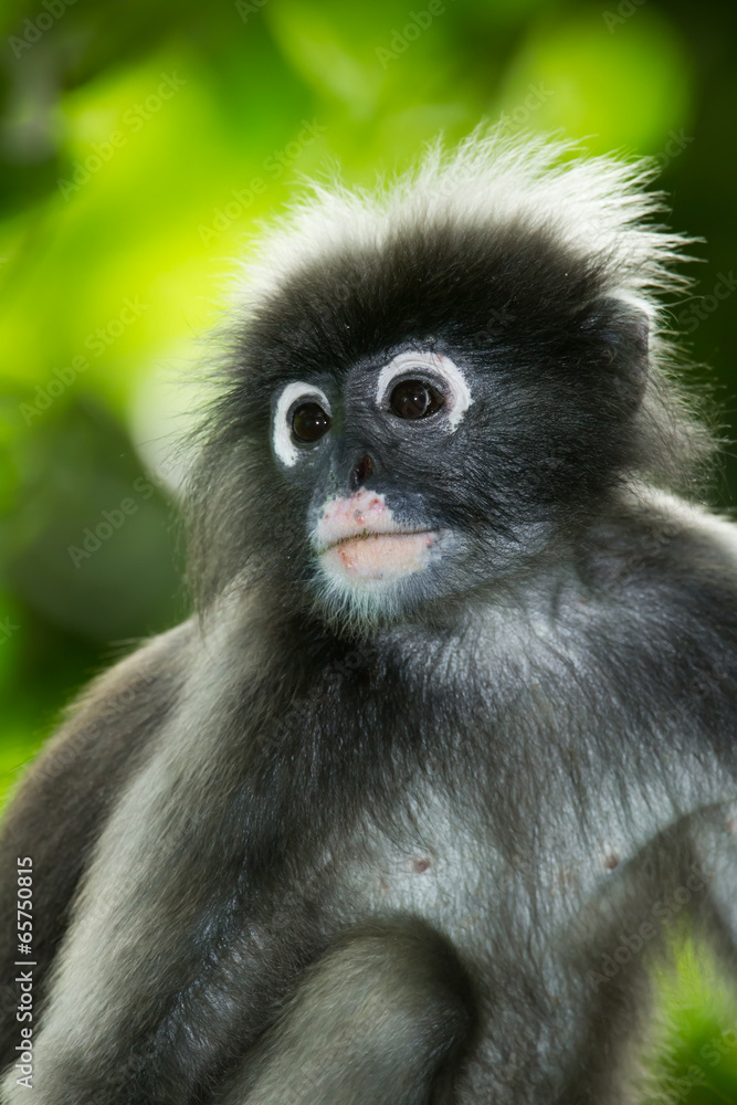 Portrait of Dusky Leaf-monkey  in nature a