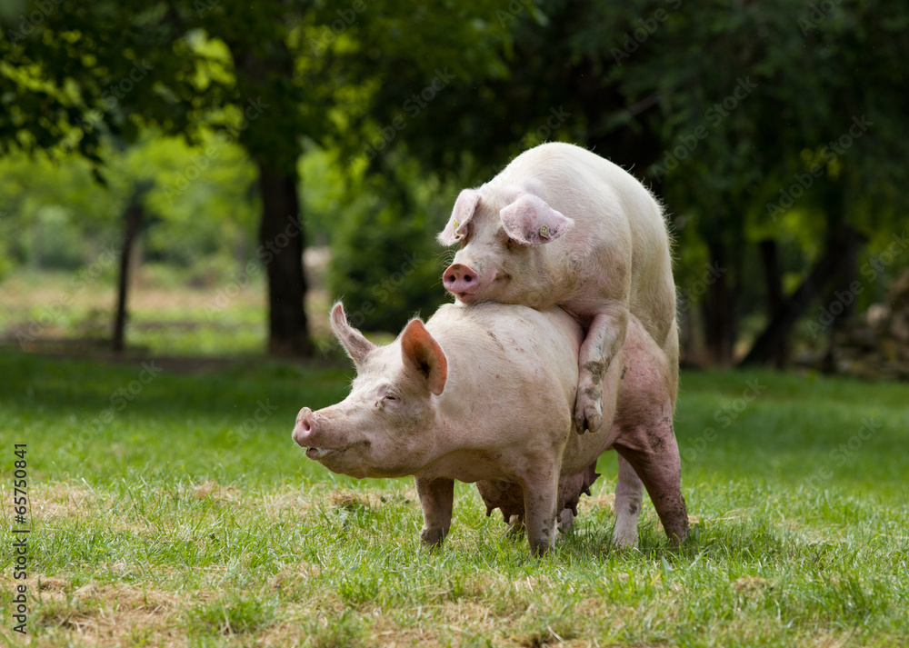 Pigs mating