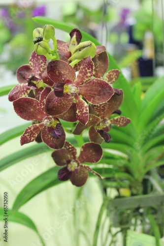 The Hybrid Vanda orchid are blooming in the farm in Thailand