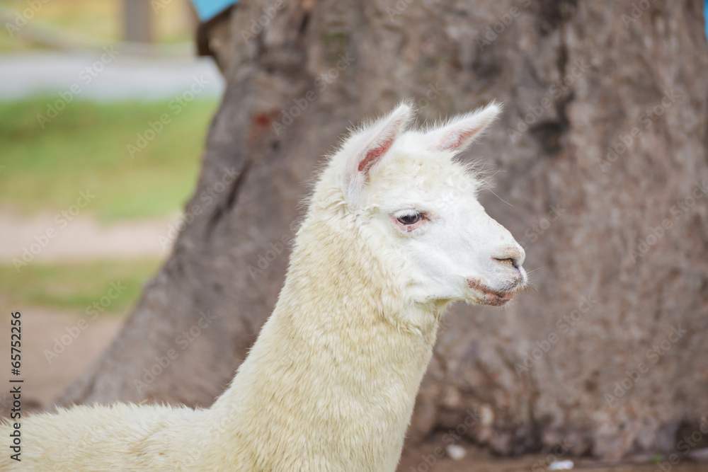 Fototapeta premium alpaca portrait