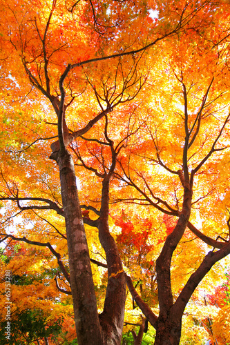 Red maple tree