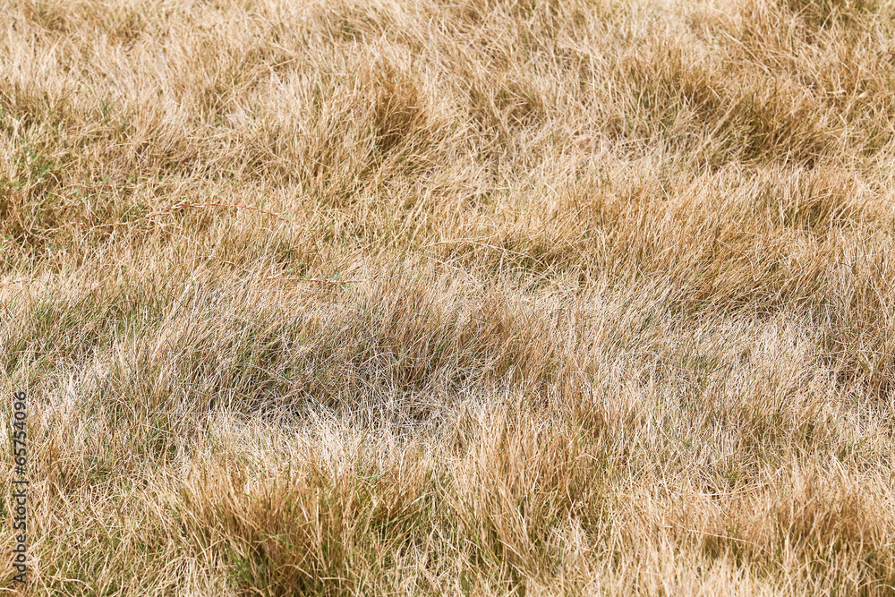 Fototapeta premium yellow grass background