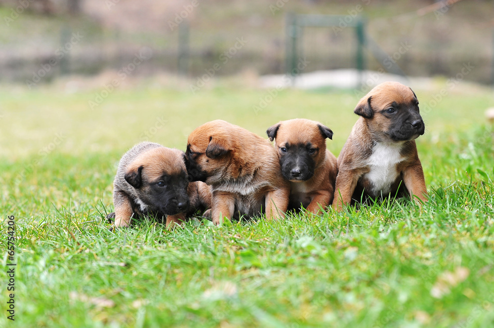 puppies belgian shepherd malinois puppies belgian shepherd malinois