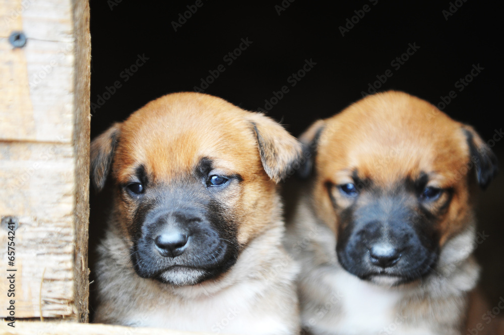 puppies belgian shepherd malinois puppies belgian shepherd malinois