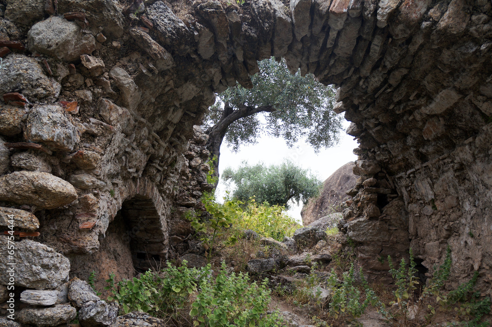 Arch and olive tree