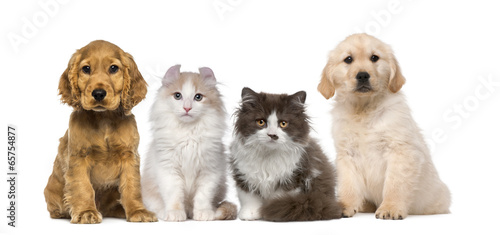 Fototapeta Naklejka Na Ścianę i Meble -  Group of pets: kitten and puppy on a raw