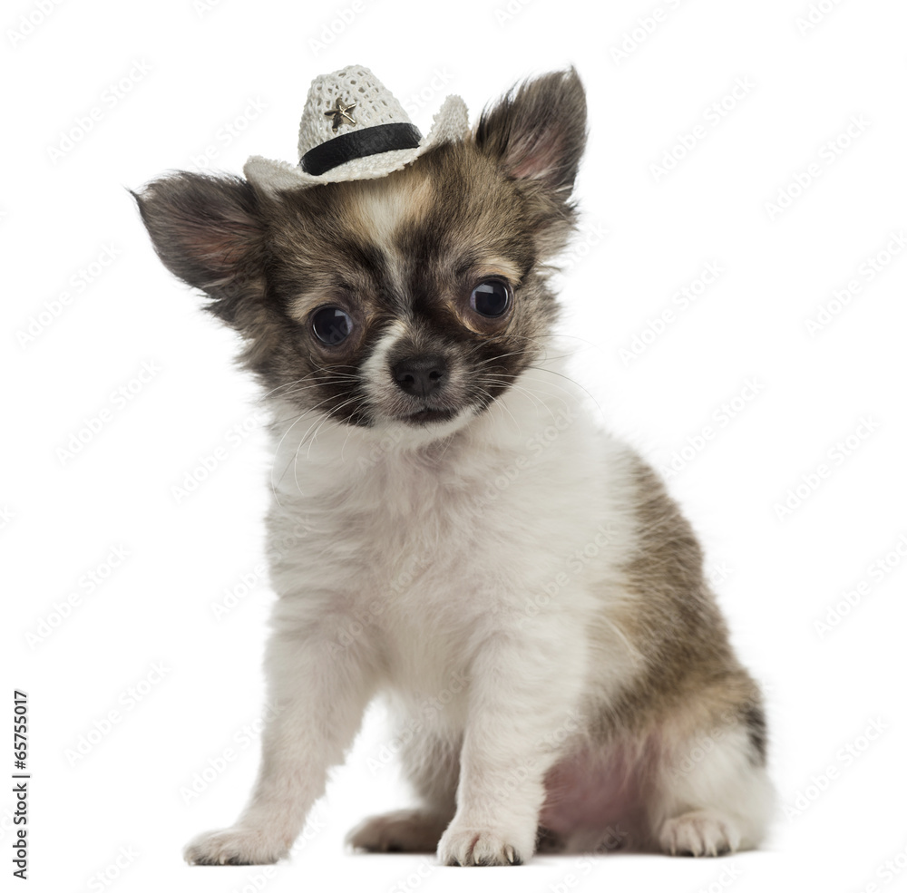 Chihuahua puppy wearing a cowboy hat (2 months old)