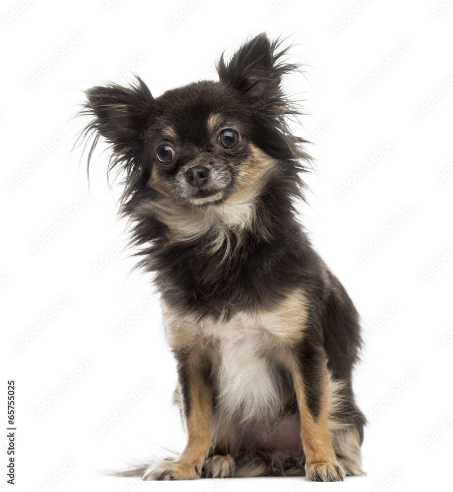 Chihuahua Chihuahua