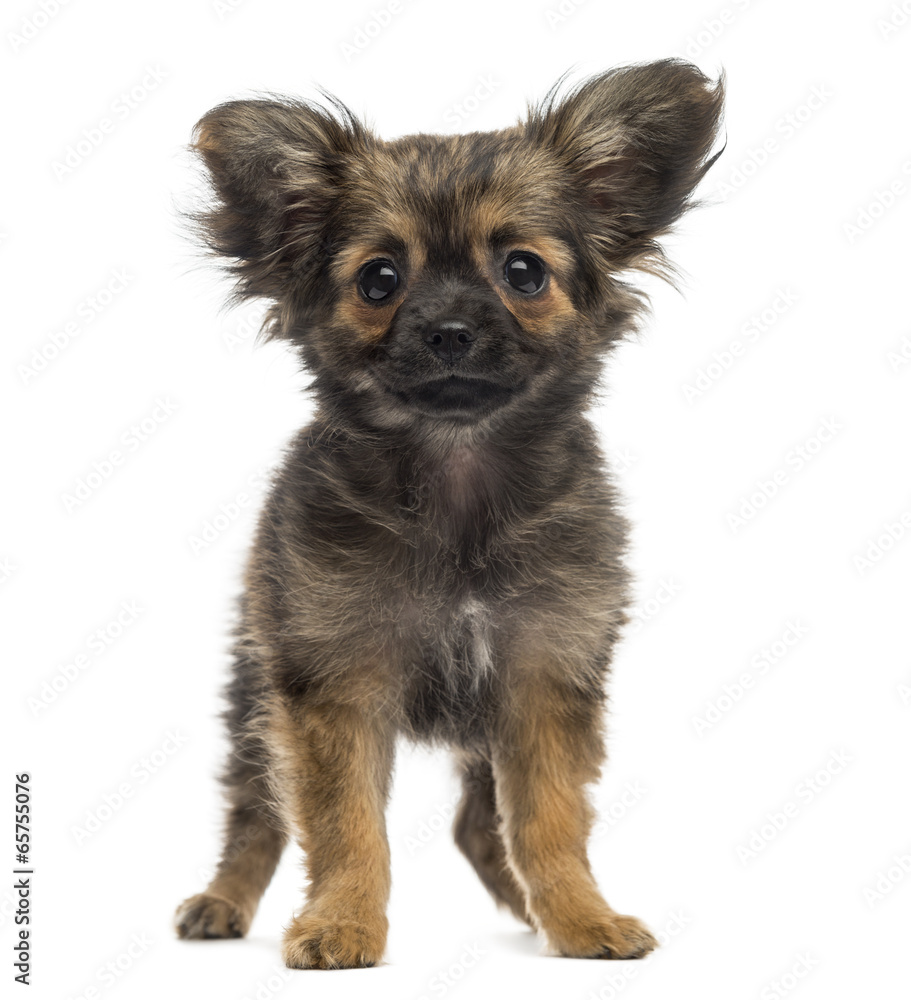 Chihuahua Puppy (3 months old) Chihuahua Puppy (3 months old)