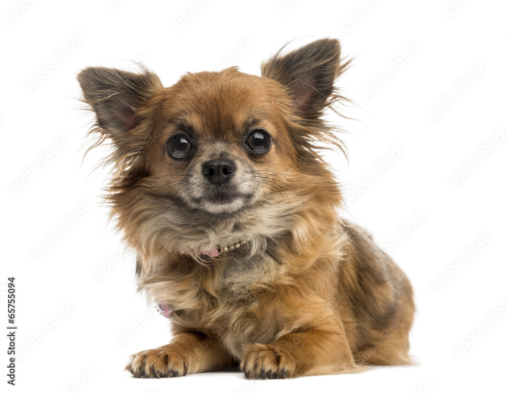 Chihuahua Chihuahua