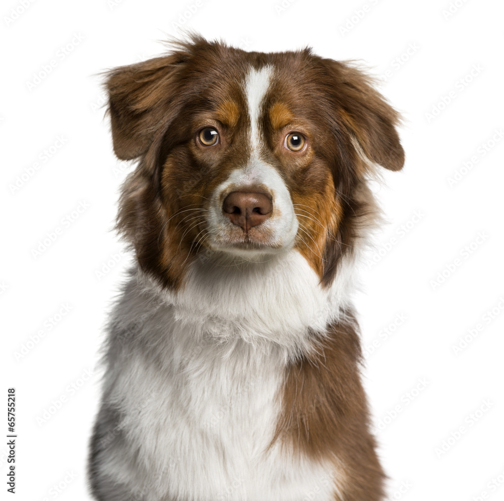 Headshot of a Australian Shepherd (7 months old) Headshot of a Australian Shepherd (7 months old)