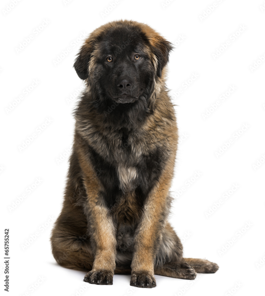 Leonberger puppy (8 months old) Leonberger puppy (8 months old)