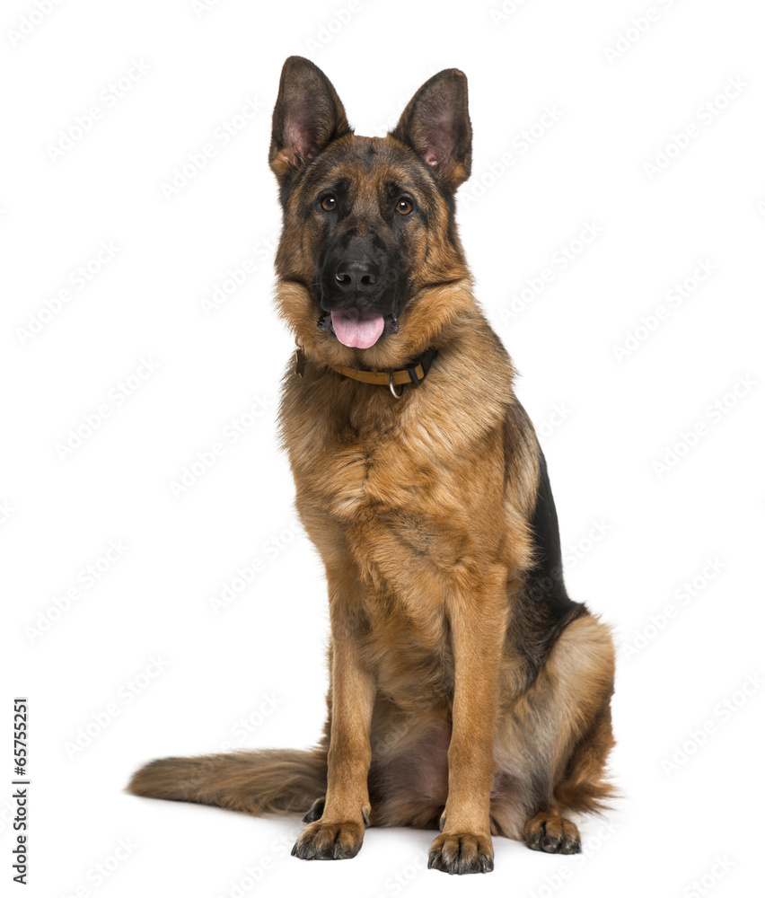 German Shepherd Dog (18 months old)