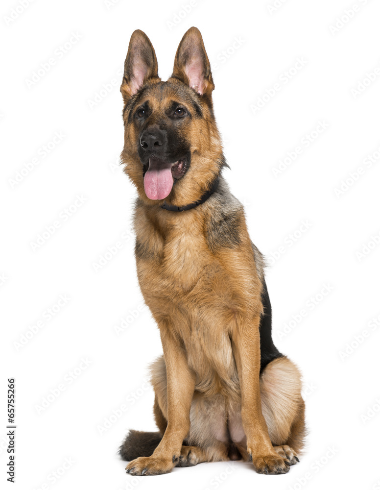 German Shepherd Dog (9 months old) German Shepherd Dog (9 months old)
