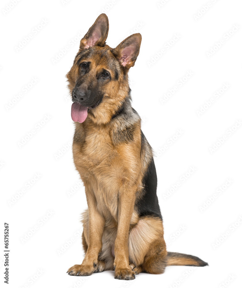 German Shepherd Dog (9 months old) German Shepherd Dog (9 months old)