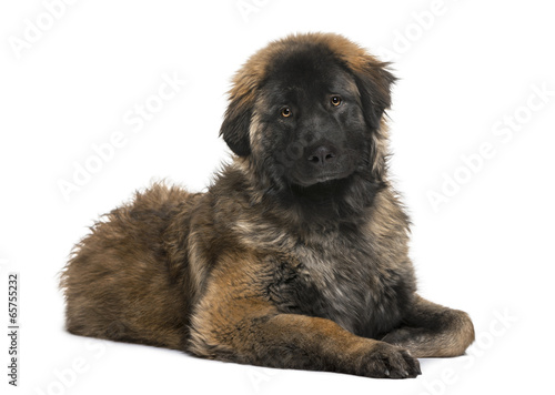 Leonberger puppy (8 months old) © Eric Isselée