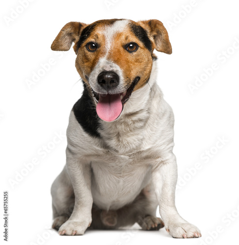 Fototapeta Naklejka Na Ścianę i Meble -  Jack Russell Terrier (3  years old)
