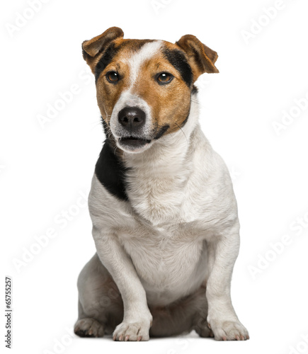 Jack Russell Terrier (3  years old) © Eric Isselée