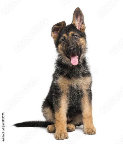 Fototapeta Naklejka Na Ścianę i Meble -  German Shepherd Dog puppy (3 months old)