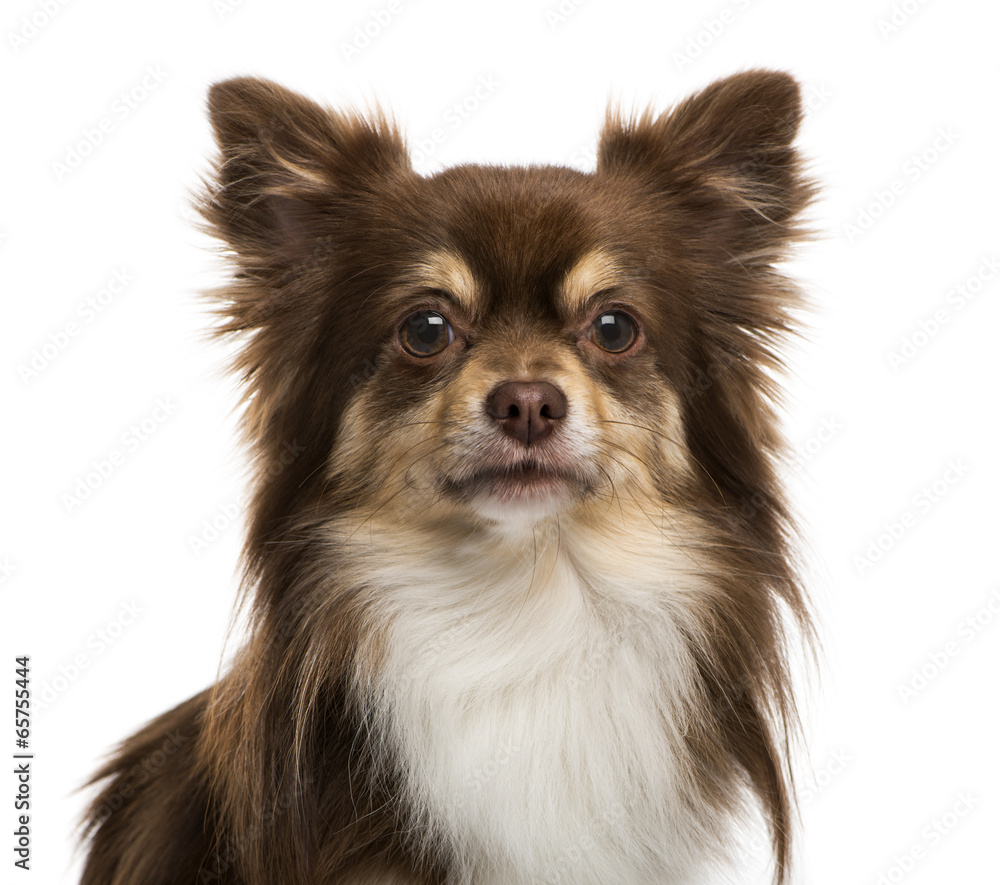 Headshot of a Chihuahua Headshot of a Chihuahua