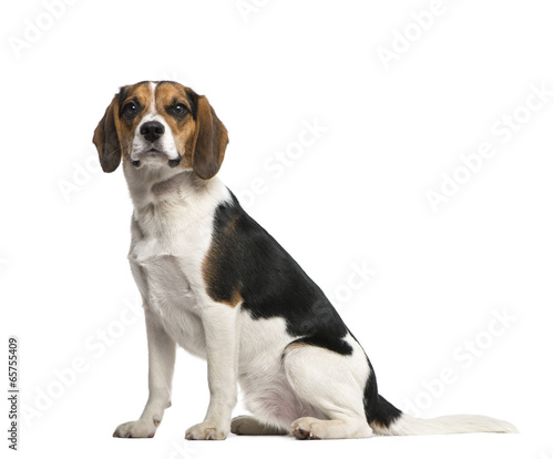 Beagle © Eric Isselée