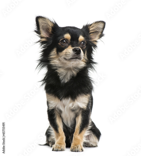 Fototapeta Naklejka Na Ścianę i Meble -  Chihuahua