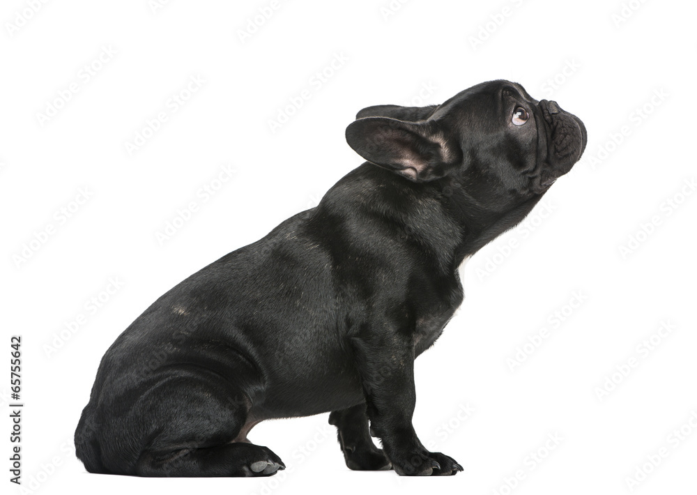 Fototapeta premium French Bulldog puppy (3 months old)